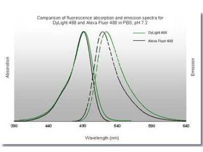 Fluorophore-linked immunosorbent assay: Goat anti-Rabbit IgG Fc Secondary Antibody [DyLight 488] [NBP1-72943] - Comparison of fluorescence adsorption and emission spectra for Dylight 488 and Alexa Fluor 488 in PBS, pH 7.2.